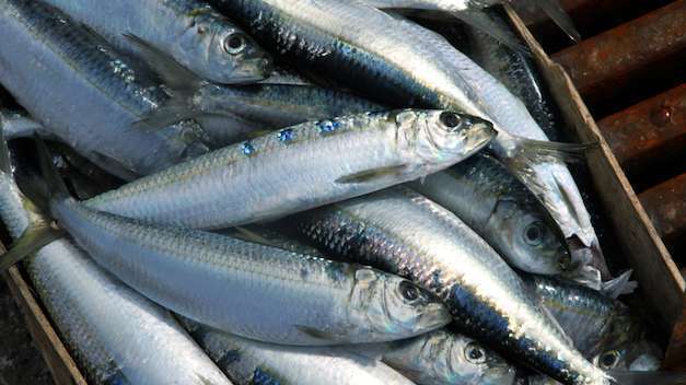 Orata, salmone e nasello i pesci più consumati dagli italiani