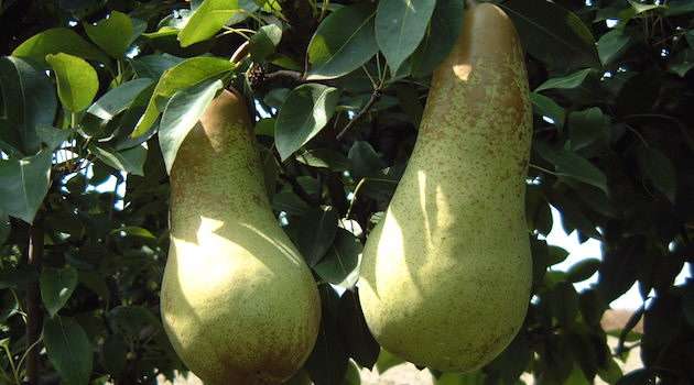 Crollo produttivo pere in Emilia Romagna, -40% su 2022