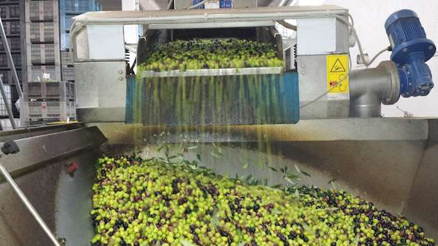 Prezzi in ribasso per l’olio EVO italiano, tiene le quotazioni quello comunitario