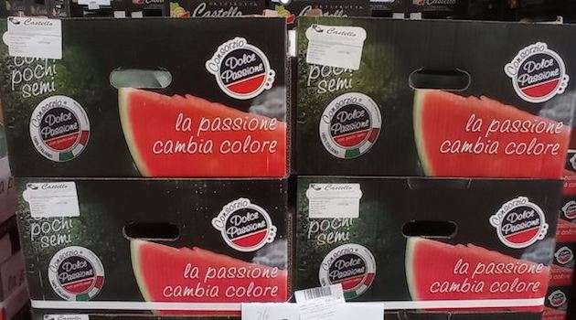 Cocomero “Dolce passione”: nel 2024 si prevede raddoppio superficie coltivata