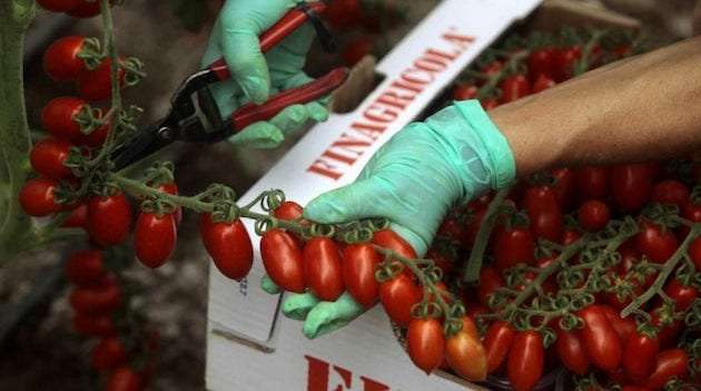Le conserve di pomodoro indicano i tempi di cottura in confezione