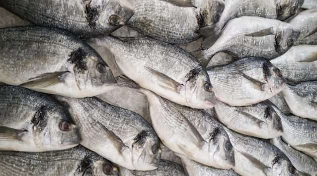Il mondo della pesca dice no a un nuovo fermo a novembre