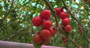 Naturalia a Fruit Logistica tra prodotti premium e innovativi