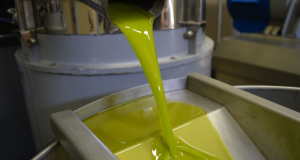 Olio di oliva: produzione italiana in aumento, ma pesano i costi