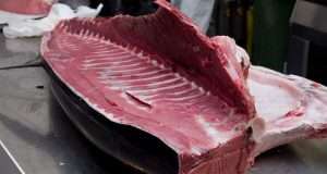 Tonno rosso: ok nuove autorizzazioni alla pesca