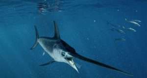 Via libera al Trapline per pesca pesce spada