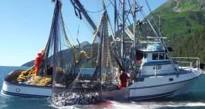 Pesca: adottato il decreto sul credito d’imposta per gasolio e benzina
