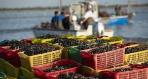 Pesca e acquacoltura in Emilia Romagna continuino a creare valore, lavoro e futuro per le comunità costiere